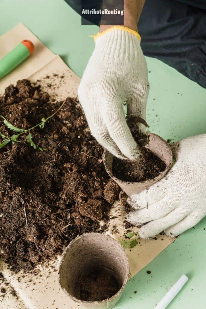 White Swan on Water