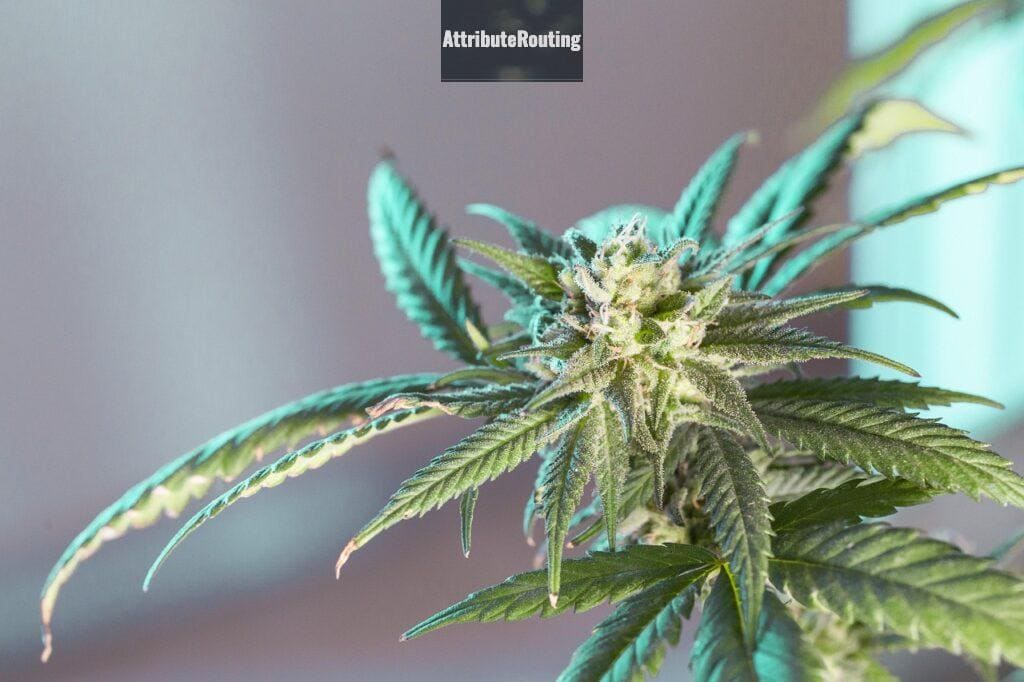 comprar semillas de marihuana