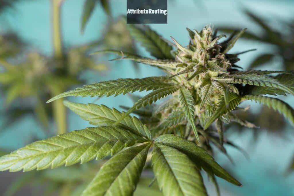 ¿Es legal comprar semillas de marihuana?
