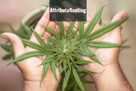 ¿Es legal comprar semillas de marihuana?