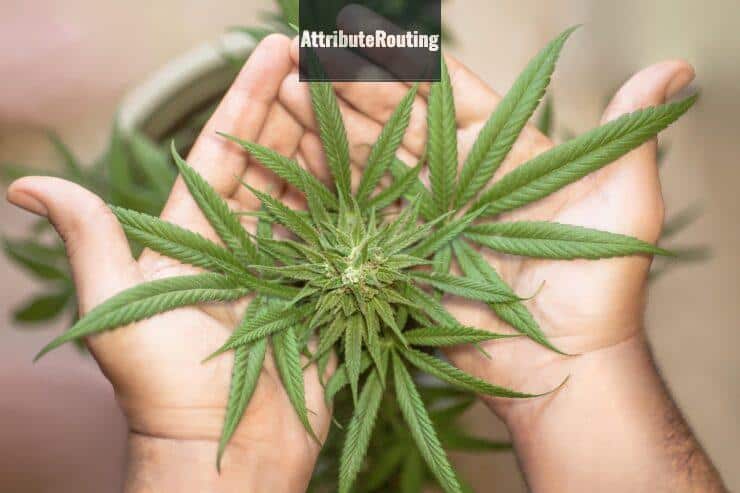 ¿Es legal comprar semillas de marihuana?